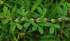 Indigofera glandulosa