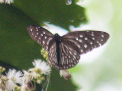 Euploea mulciber mulciber