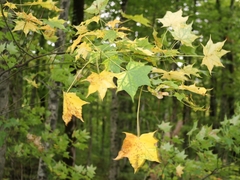 Acer laetum