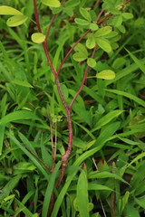 Indigofera glandulosa