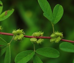 Indigofera glandulosa
