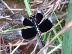 Neurothemis tullia