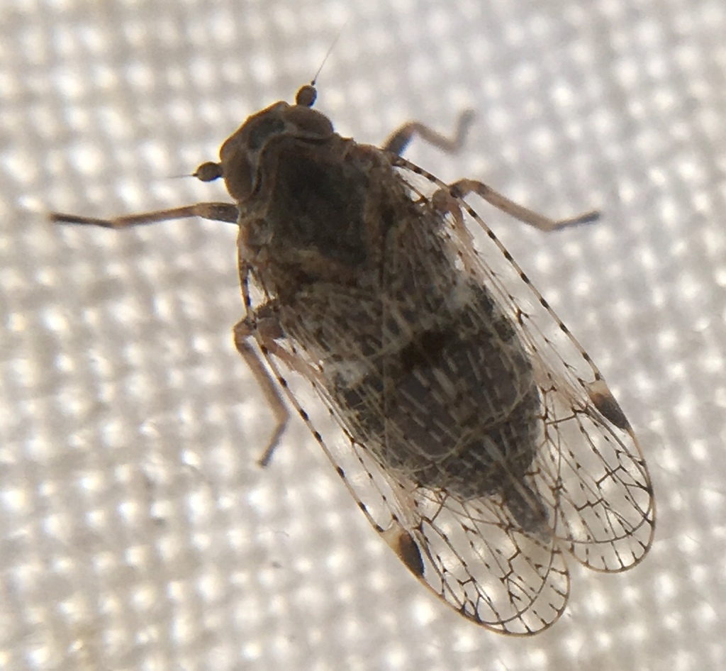 Cixius remotus