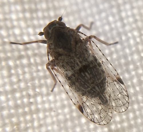 Cixius remotus