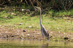 Ardea purpurea manilensis