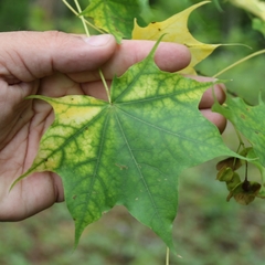 Acer laetum