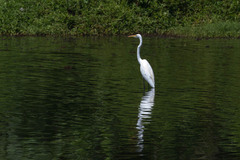 Ardea alba alba