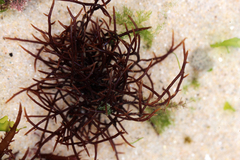 Chondracanthus acicularis