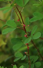 Indigofera glandulosa