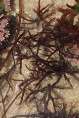 Chondracanthus acicularis