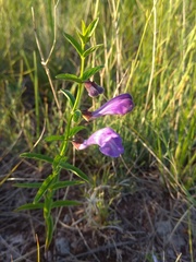 Scutellaria scordifolia