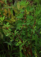 Indigofera glandulosa