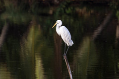 Ardea alba alba