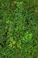 Indigofera glandulosa
