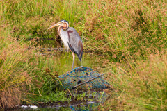 Ardea purpurea manilensis