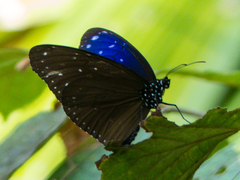 Euploea mulciber mulciber
