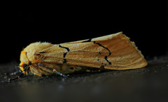 Leucaloa eugraphica