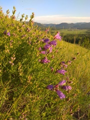 Dracocephalum peregrinum