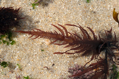 Chondracanthus teedei