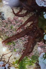 Chondracanthus teedei