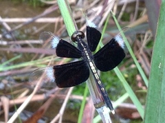 Neurothemis tullia