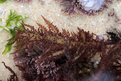 Chondracanthus teedei