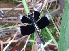 Neurothemis tullia