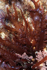 Chondracanthus teedei