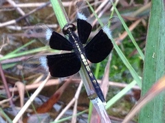 Neurothemis tullia
