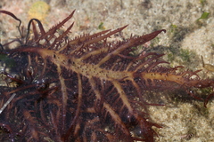 Chondracanthus teedei
