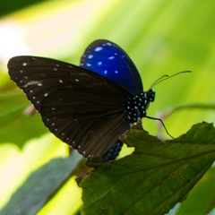 Euploea mulciber mulciber