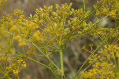 Ferulago galbanifera