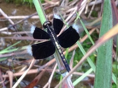 Neurothemis tullia