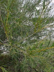 Salix microstachya