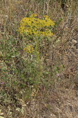 Ferulago galbanifera