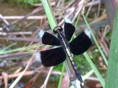 Neurothemis tullia