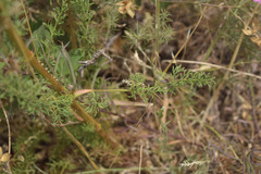 Ferulago galbanifera