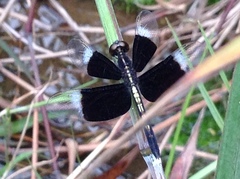 Neurothemis tullia