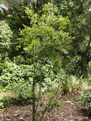 Metrosideros bartlettii