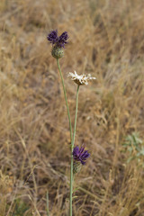 Centaurea scabiosa apiculata