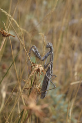 Bolivaria brachyptera