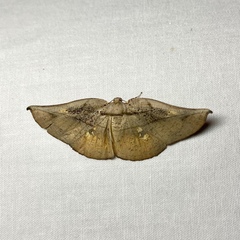 Xenomusa metallica