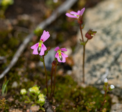 Stylidium calcaratum