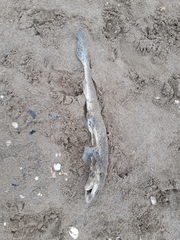 Scyliorhinus canicula