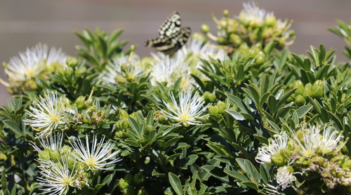 Image of Maerua afra by no rights reserved