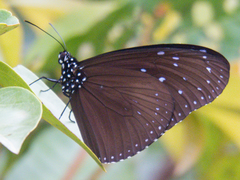 Euploea mulciber mulciber