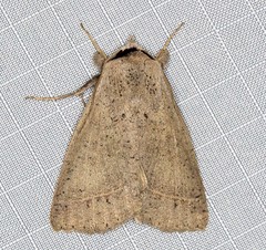 Pantydia capistrata
