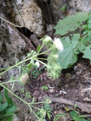 Eupatoriastrum corvi