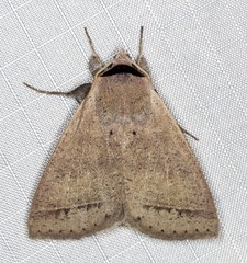 Pantydia capistrata