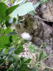 Eupatoriastrum corvi